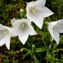 도시농부/산천백도라지씨앗/백도라지씨앗1000립
