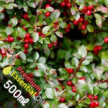 J013 윈터그린 500ml (Winter Green Essential Oil) 천연에센셜 오일 원액 아로마