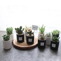 공기정화식물 고급 도자기화분 33종, 24 멜라니