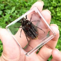 리얼 곤충 수지 표본 삽갑 거미 게 달팽이 전갈 물고기 해양 식물 호박 동물 수지 진충, 은빛가슴돌출풍뎅이개