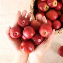 의성 고당도 미니 부사 소풍 사과 800g 1.5kg 3kg 산지직송, 1박스, 1.5kg 내외 (9과내외)