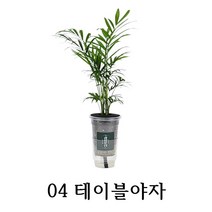 와이디무역 수경재배 실내공기정화식물 10종 물만 주시면 됩니다. 개업 축하 돌잔치 선물, 04_테이블야자