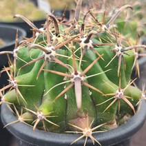 [소소한다육] 거취옥 선인장 다육식물, 1개