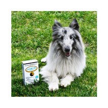 California Gold Nutrition LactoBif 반려동물 프로바이오틱스 50억 CFU 베지 캡슐 60정, 2개