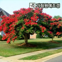 배롱나무 자엽배롱나무 백일홍, 다이너마이트 5치포트(20개세트)