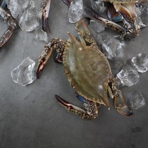 2022년 국산 서해안 태안 신진도 제철 활 꽃게 1kg 2kg 3kg 봄 가을 생물 숫꽃게 급냉, 생물 꽃게 5kg