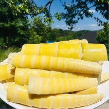 담양죽순 분죽 죽순나물 삶은죽순 500g, 1개