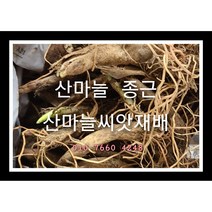 산마늘종근 60주 산마늘모종 산마늘씨앗재배