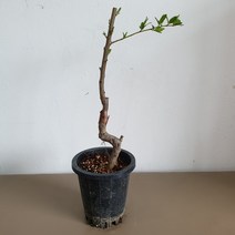 바이오체리나무 접목1년생 화분채배송, 스위트하트