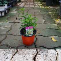 꽃백화점 산초소품 모기퇴치식물 10~30cm 44