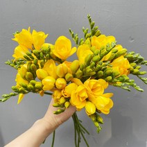 솜리플라워 생화 후리지아 20줄기 프리지아 3월 봄꽃 양재 꽃시장 꽃배달싼곳