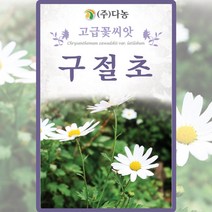 구절초 씨앗 1000립 난임 갱년기 안면홍조 항바이러스 혈관건강 관절통 소화불량 수족냉증 꽃씨앗