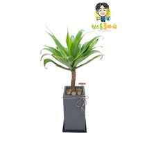 용설란 관엽 실내인테리어 아가베 아테누아타 공기정화식물, 관엽 - 용설란 아가베 아테누아타(실속형), 읍/면/리 단위 지역(배송비 2만원 추가)