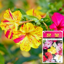 분꽃 씨앗 (20립) 꽃씨앗 접시꽃씨앗 나팔꽃씨앗, 단품