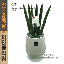 치타플라워 개업축하화분 스투키 공기정화식물 [CTstk04-02] 생일 이사 승진 관엽식물 전국 당일 꽃배달 (서울.경기일부 이미지와 동일상품 출고)