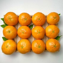 엄선 제주도 레드향 명절 선물용 가정용 제철 제주 레드향 3kg 5kg, 선물용 3kg (대과 / 12과수내외), 1개