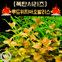 [수초폭탄] 노랑노랑한 수초 루드위지아 오발리스 (35촉) / 노랑수초 초보수초 무이탄 수초레이아웃