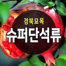 [경북농원] 수퍼 단석류 왕석류등 좋은 품질의 석류묘목 판매중, 수퍼단석류 2년생  포트묘