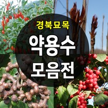[경북농원] 약용수 나무묘목 종합모음전, 06-1.민두릅나무2년생 특묘 1주, 1개