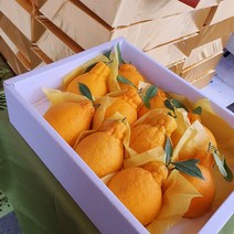 (용이다팜) 고당도 한라봉3kg 안전포장배송, 3kg (11-13과), 1개