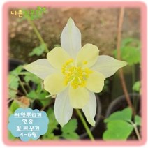 [나은식물원]215. 서양매발톱(아이보리) 30립