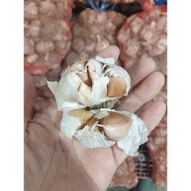 의성 씨마늘 마늘 1kg 저장 종자 햇마늘 흙 생마늘, 씨마늘-1kg