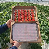 농협 [농협공판장] 정성드린 딸기 750gx2팩(1.5kg)/안전배송, 1