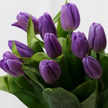 [로즈온리] 튤립 진보라 한단 생화택배