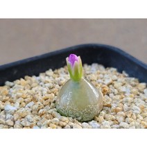 코노피튬/부르게리-1539 아프리카농장