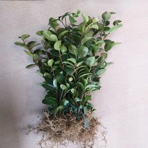 [가산원예조경] 애기동백 삽목2년 20주묶음