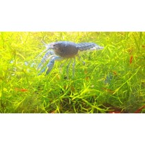 나자스말 10촉 자연수초/물고기은신처/새우키우기/초보수초, 10촉 (수초만발송)