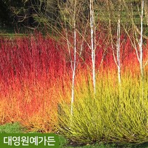 수입 말채나무 7종 흰무늬 정원수 화려한가지, 07-2. 미드윈터파이어 11L포트