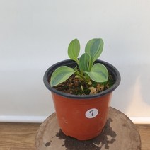 무늬비비추(7 마우스이어 동일품배송)