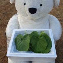 산지직송 부여 나물 곰취 생 곰취나물 400g 800g