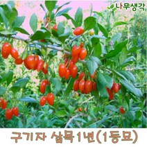 착한가격나무생각 구기자나무 삽목1년(1등묘) 10주묶음