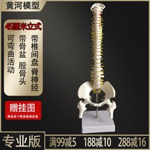 인체 척추 모형 1대1 성인 척추뼈 모형 경추 요추 인간의 뼈 모델 골격, 45cm B + 1개