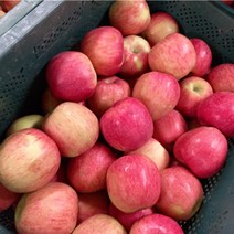 경북 직송 청송 꿀사과 씻어나온 세척 부사 사과 홍로 얼음골 못난이 흠집 쥬스용 사과, 경북직송 부사사과 특품, 10kg, 대과 (24-26과)