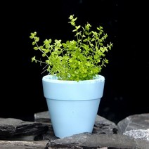 [미미네아쿠아]미미팜스 무결점 펄그라스 수초 30촉, 단일속성