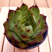 능견바위솔 다육이 키우기 다육식물1-30 랜덤, 단품