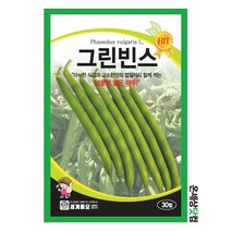 그린빈스 30립 / 씨앗 종자 풋강낭콩 넝쿨성 채두 조생종