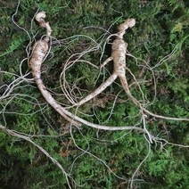 운봉산삼 8년근 10뿌리 산삼 산양삼 장뇌삼 산양산삼 선물, 8년근10뿌리
