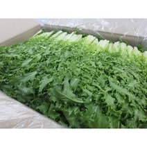 [특급] 싱싱한 치커리 500g 1kg, 치커리500g, 1개
