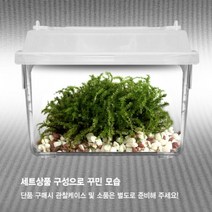 테라리움 이끼 식물 diy 테라리움만들기 재료 비바리움