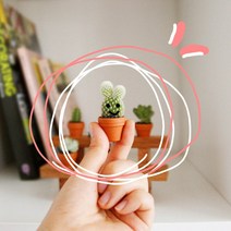 단크 10+10 미니다육 초미니다육 미니선인장 실내공기정화식물 화분, 토끼모양선인장(소형)