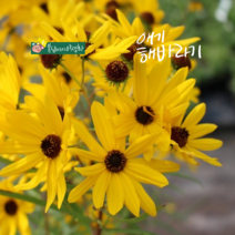 애기해바라기 [4포트] 10월엔 싹뚝 내년기약 (복남이네야생화 가을 야생화 모종 버들잎 해바라기 옐로우 골든 피라미드 골든피라밋 sunflower golden pyramid)