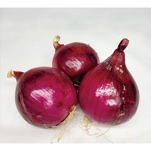 야채왕 적양파 자색양파 1kg, 적양파1kg, 1개