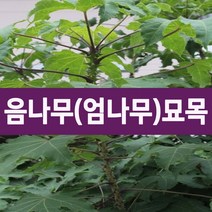 [나무의모든것] 가시없는 음나무묘목, 가시없는 민음나무묘목 상묘, 1개