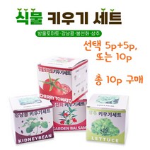 쉬운 식물키우기 재배 키트 방울토마토 강낭콩 봉선화 상추 취미 학습용, 방울토마토5p+강낭콩5p