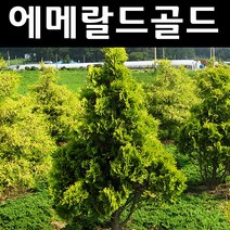 에메랄드골드 나무 묘목 4치장포트 5개/정원/공원/조경수
