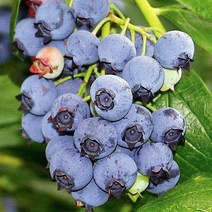 같이가치농원 블루베리 나무 묘목 블루레이 4년생 결실주